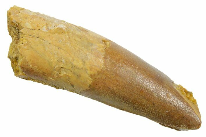 Fossil Spinosaurus Tooth - Feeding Worn Tip #349764